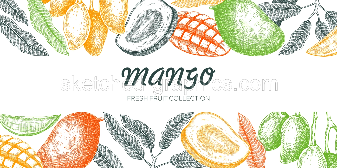 Summer background. Mango fruit sketch in color, hand-drawn vector illustration. Tropical fruit banner, juice packaging, print design. NOT AI generated Illustration